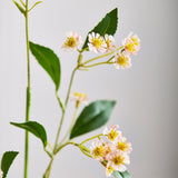 Kamillenmargeriten-Blumen – Pink