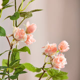 18 Köpfe Rose - Hellrosa