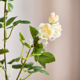 18 Köpfe Rosé - Champagner