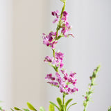 Salvia Blume - Hellrosa