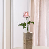 Langstielige Rose - Rosa/Grün