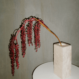 Amaranthus Succulent - Red