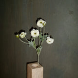 Ranunculus - White