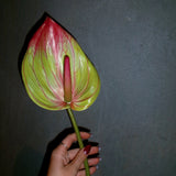 Large Flamingo Anthurium - Green