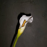 Calla Lily Flower - White