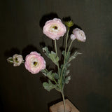 Ranunculus - Light Pink