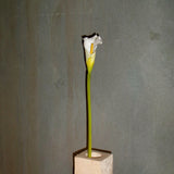 Calla Lily Flower - White