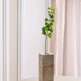 Bells of Ireland Blume – Airy
