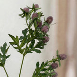 Distelblume – Bordeaux