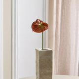 Anthurium - Coffee