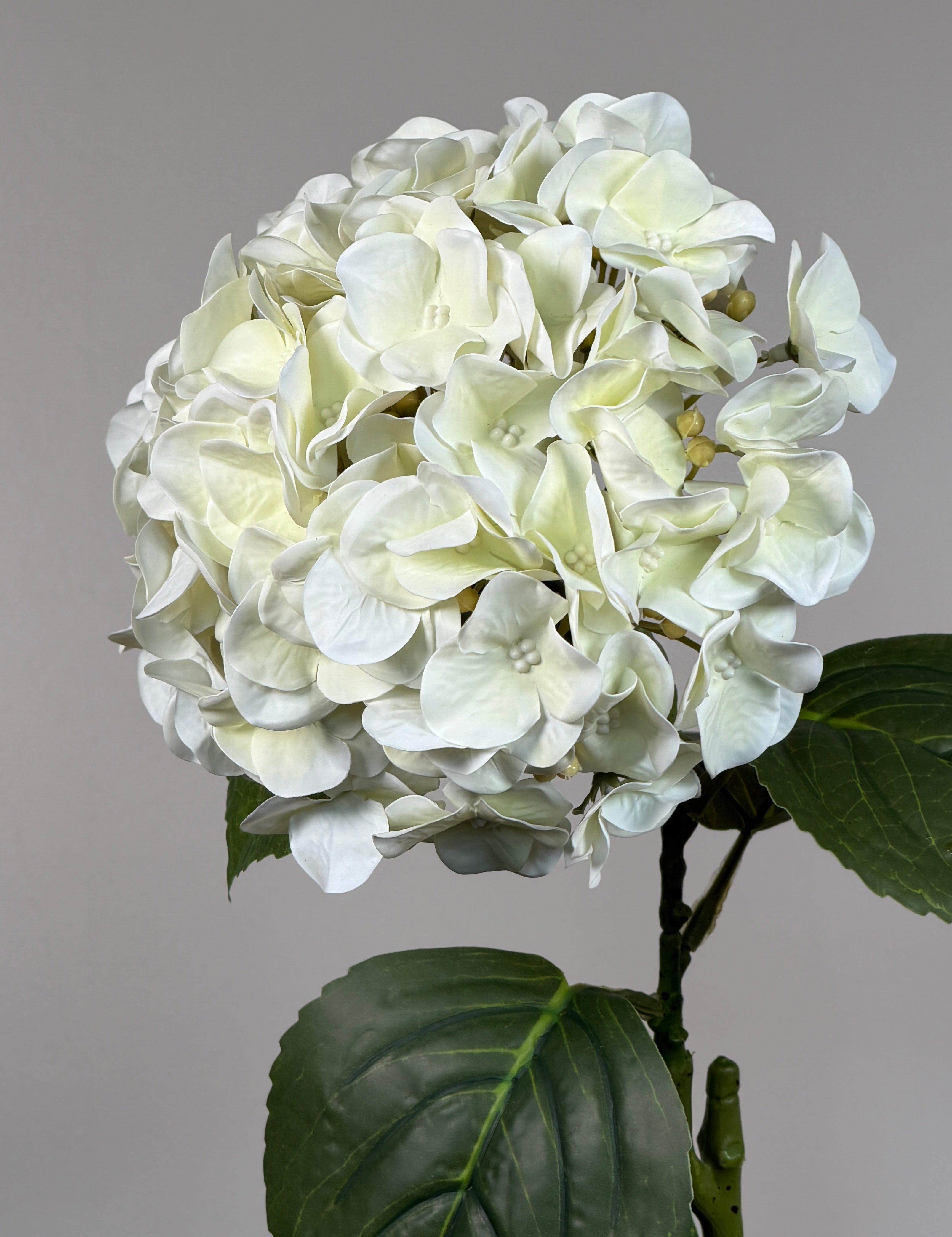 Luksus Hortensia - Beige close-up