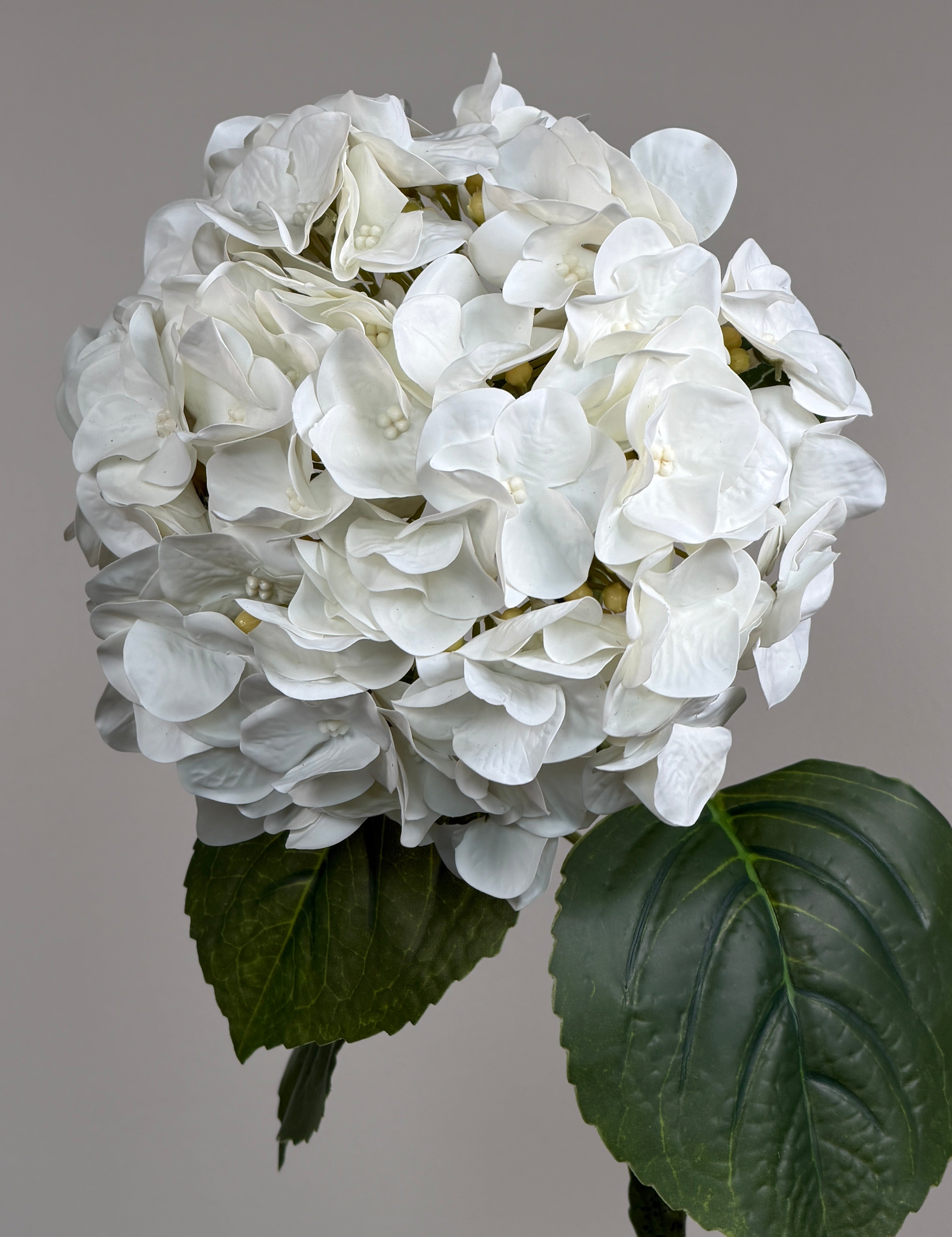 Luksus Hortensia - Hvid close-up