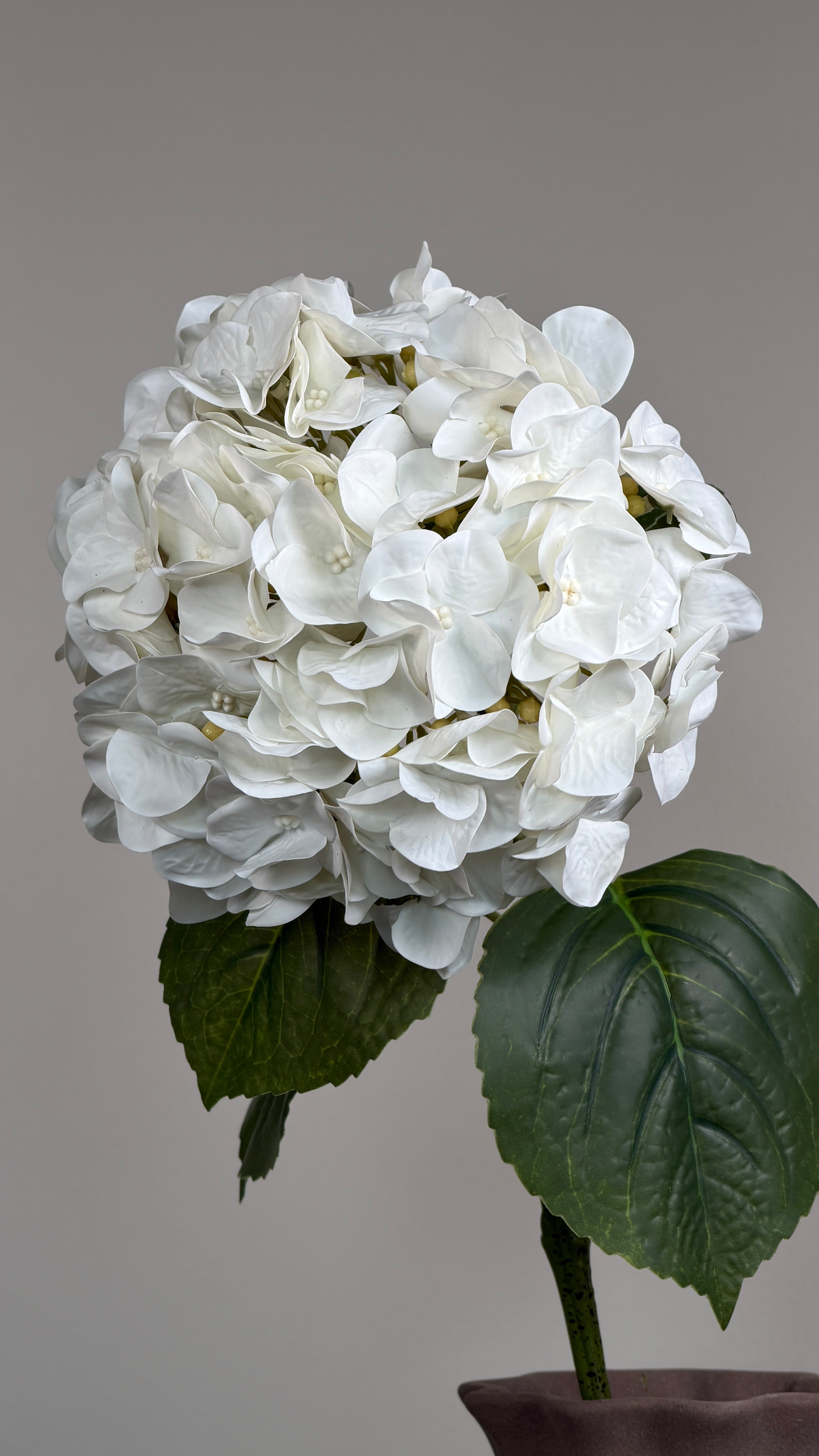 Luksus Hortensia - Hvid close-up