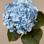 Luksus Hortensia - Lyseblå close-up