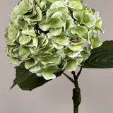 Luksus Hortensia - Støvet Grøn close-up