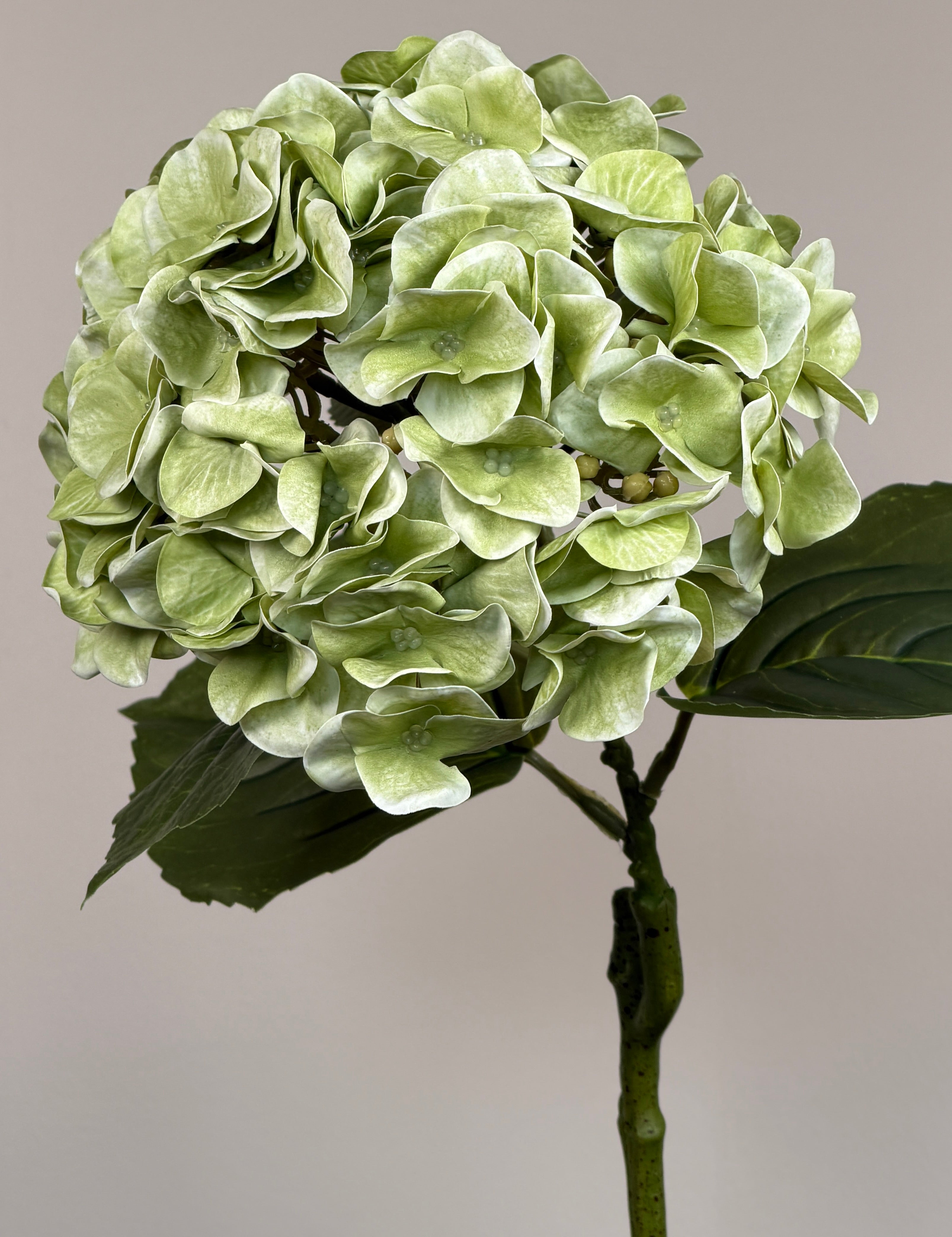 Luksus Hortensia - Støvet Grøn close-up