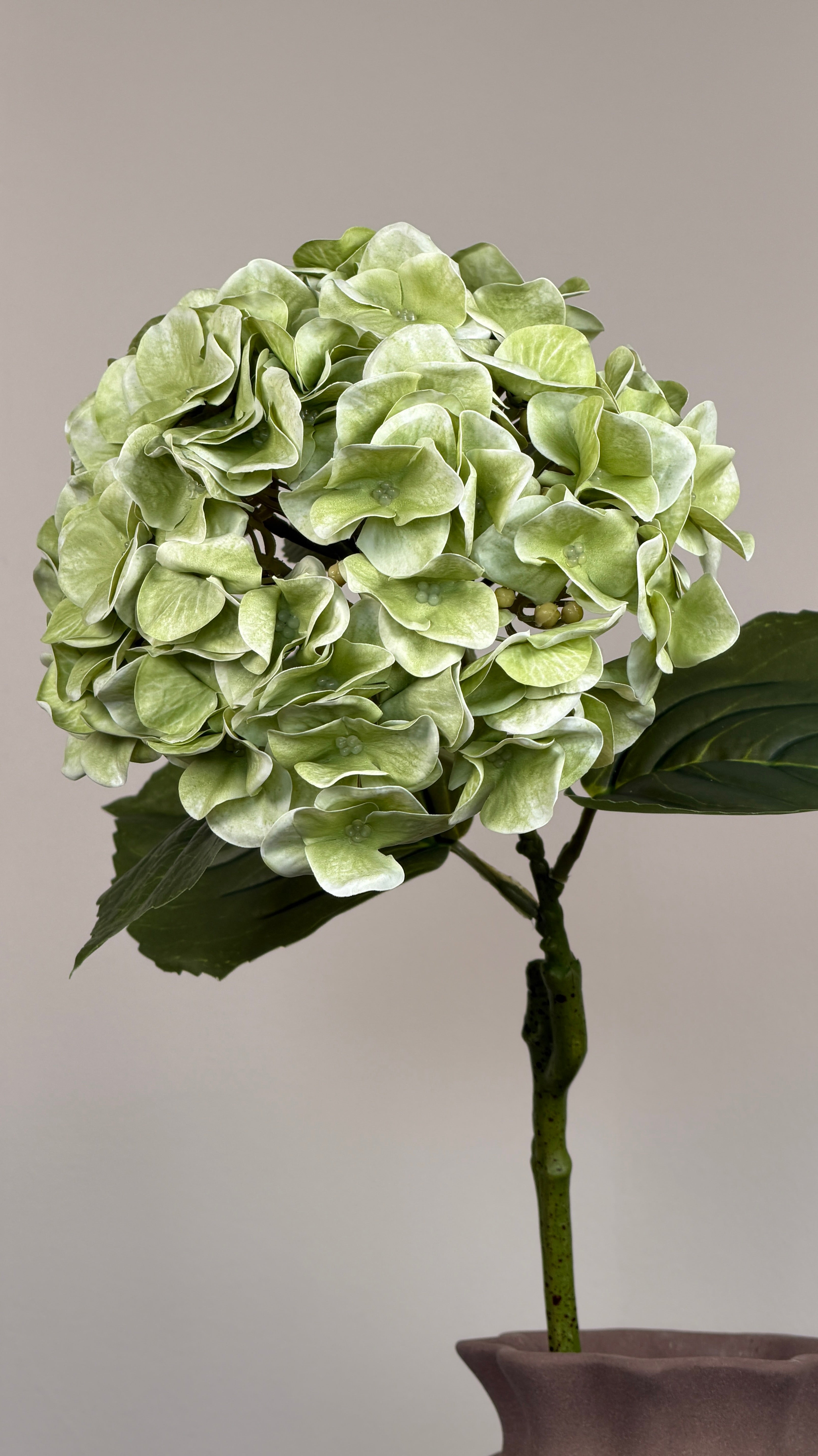Luksus Hortensia - Støvet Grøn close-up