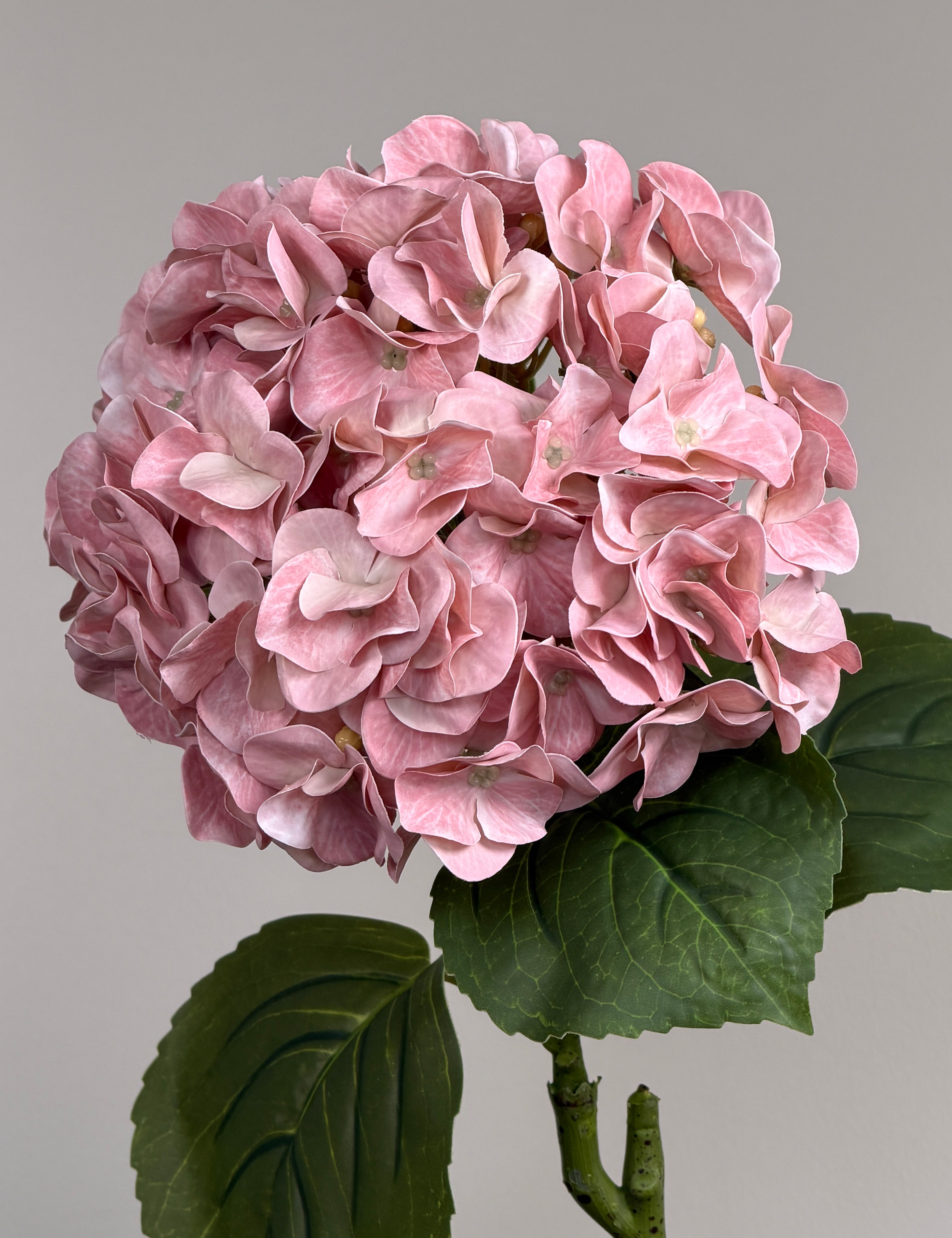 Luksus Hortensia - Varm Rosa close-up