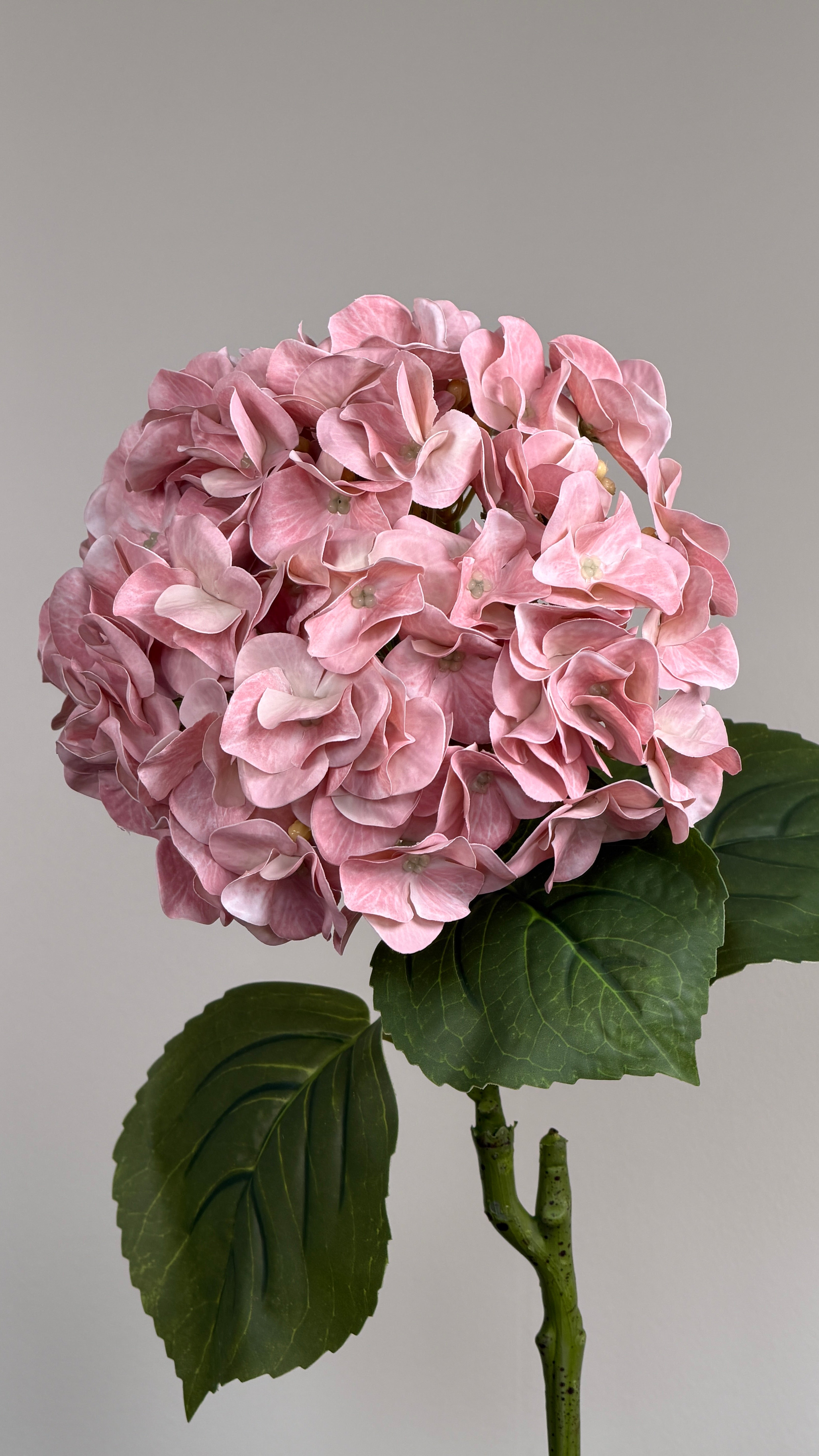 Luksus Hortensia - Varm Rosa close-up